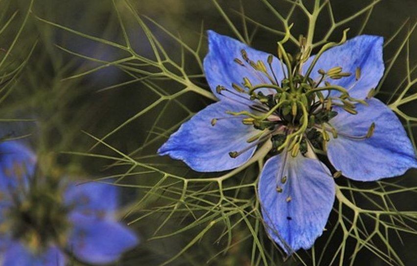 Eine Nahaufnahme einer leuchtend blauen Blume mit zarten Blütenblättern und grünen Blättern im Hintergrund.