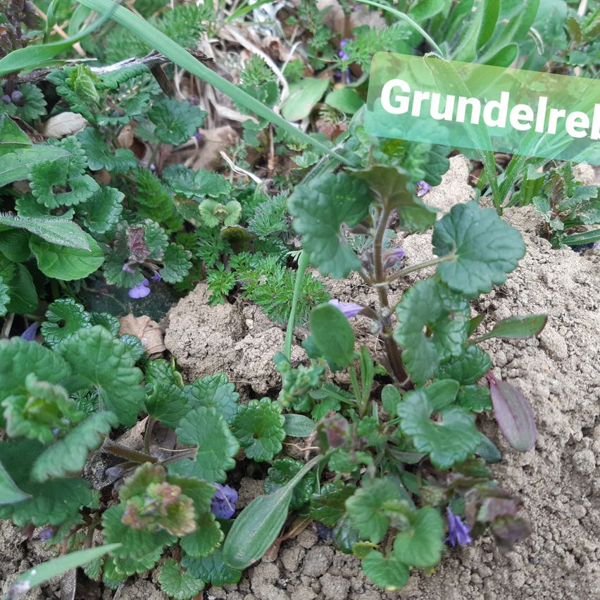 Bild enthält, Herbal, Herbs, Plant, Soil, Flower