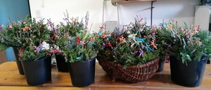 Bild enthält, Helmet, Plant, Potted Plant, Floor, Window, Windowsill