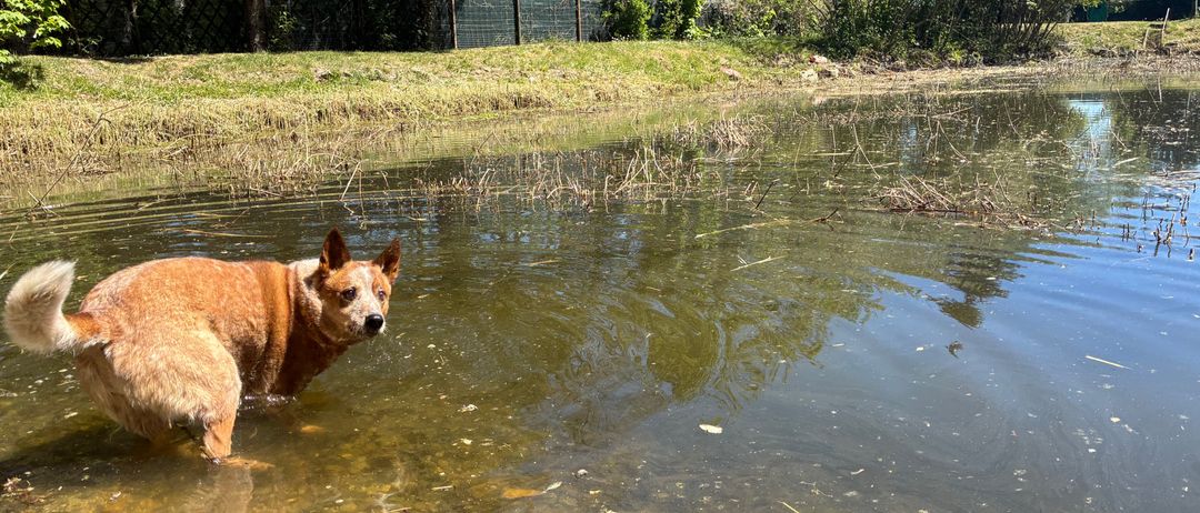 Ein brauner Hund steht in den flachen Gewässern eines Teichs, umgeben von Gras und Bäumen an einem sonnigen Tag.