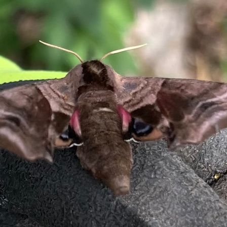 Ein Nahaufnahme eines großen braunen Nachtfalters mit roten Augen und ausgebreiteten Flügeln auf einer strukturierten Oberfläche mit einem unscharfen grünen Hintergrund.