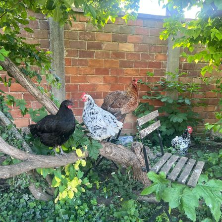 Drei Hühner, eines schwarz, eines weiß und eines braun, sitzen auf einem Ast und einem Stuhl in einem Garten mit einer Ziegelmauer.