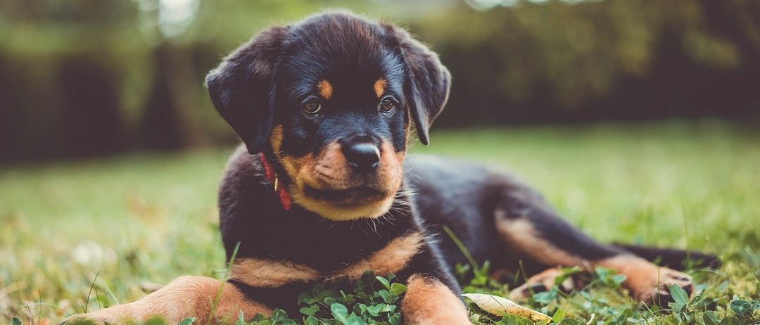 Bild enthält, Animal, Canine, Dog, Mammal, Pet, Puppy, Grass, Plant, Hound