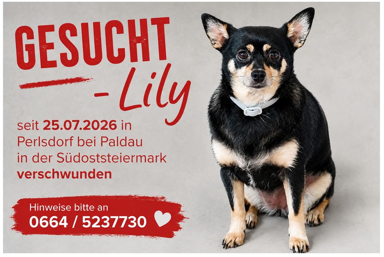 Ein Poster mit einem schwarz-weißen Chihuahua namens Lily, gefunden am 07.2026 in Paldau, Südoststeiermark, Österreich. Das Poster enthält eine Telefonnummer für Anfragen.
