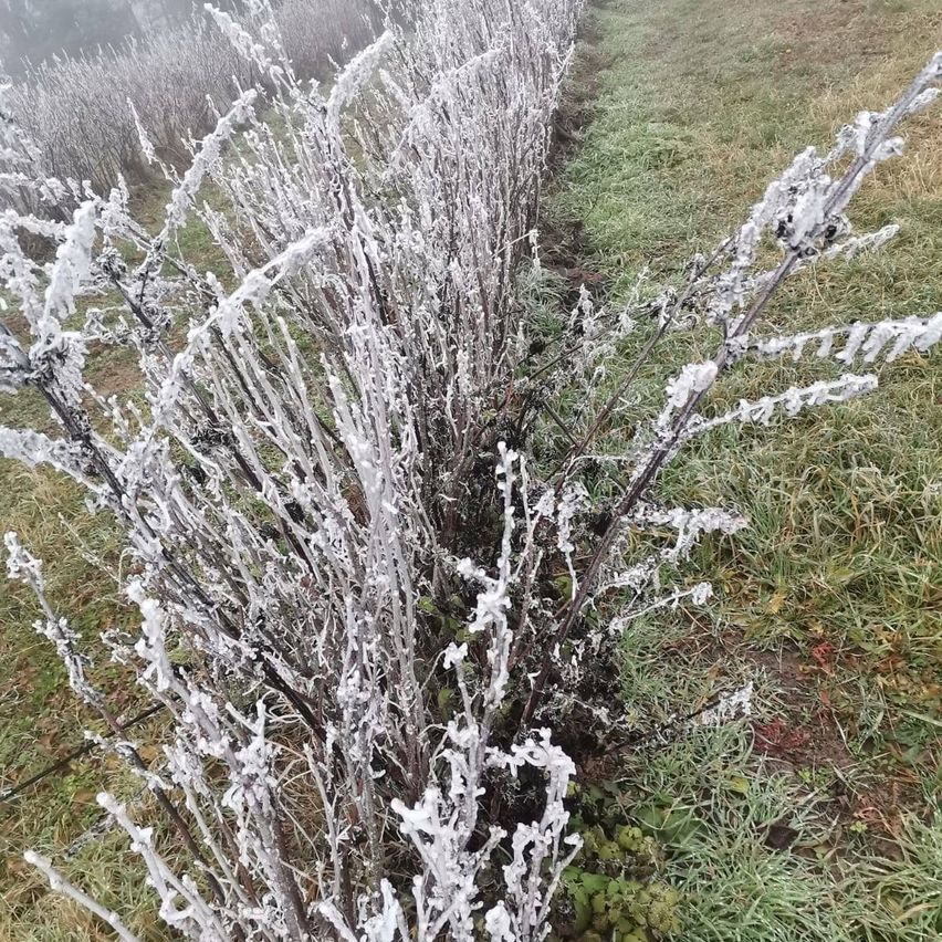 Ein Feld mit Pflanzen, deren Zweige mit Frost bedeckt sind, wächst neben einem schlammigen Pfad. Der Hintergrund ist unscharf.