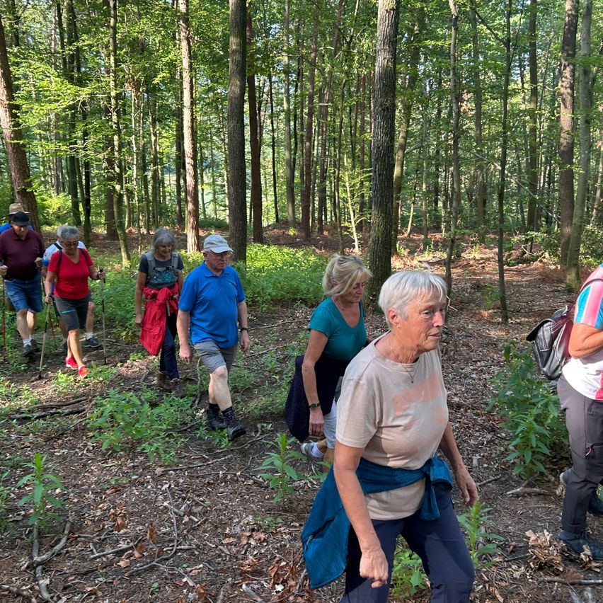 Eine Gruppe älterer Wanderer mit Trekkingstöcken geht durch einen dichten Wald. Sie sind in lässiger Outdoor-Kleidung gekleidet.