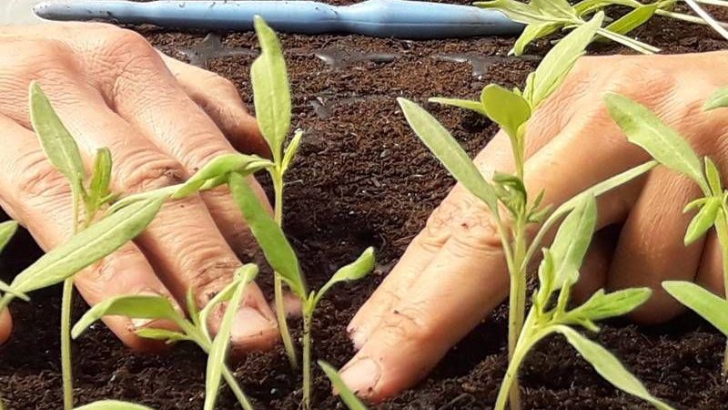 v1_migrated_image_17183928