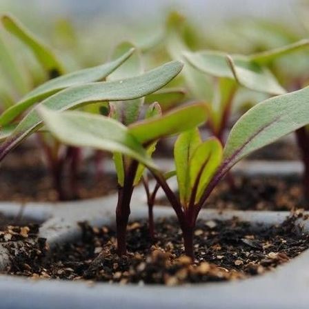 v1_migrated_image_37850795