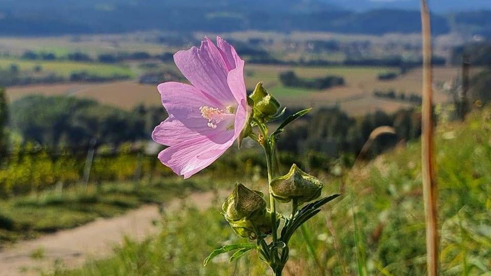 v1_migrated_image_42873594