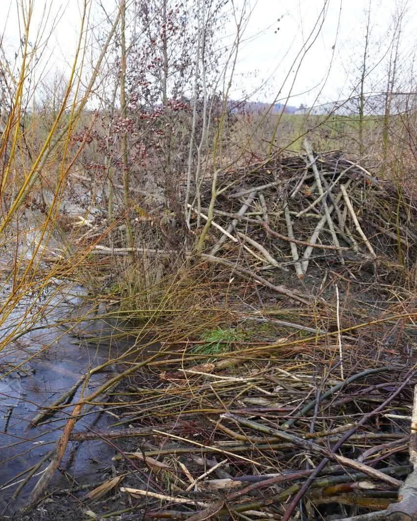 A scene showing a pile of twigs and branches in a marshy area, surrounded by water and with trees in the background.