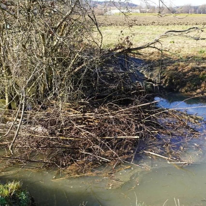 A stream runs through a field of dry grass, surrounded by a pile of twigs and branches. The water is brown and shallow.