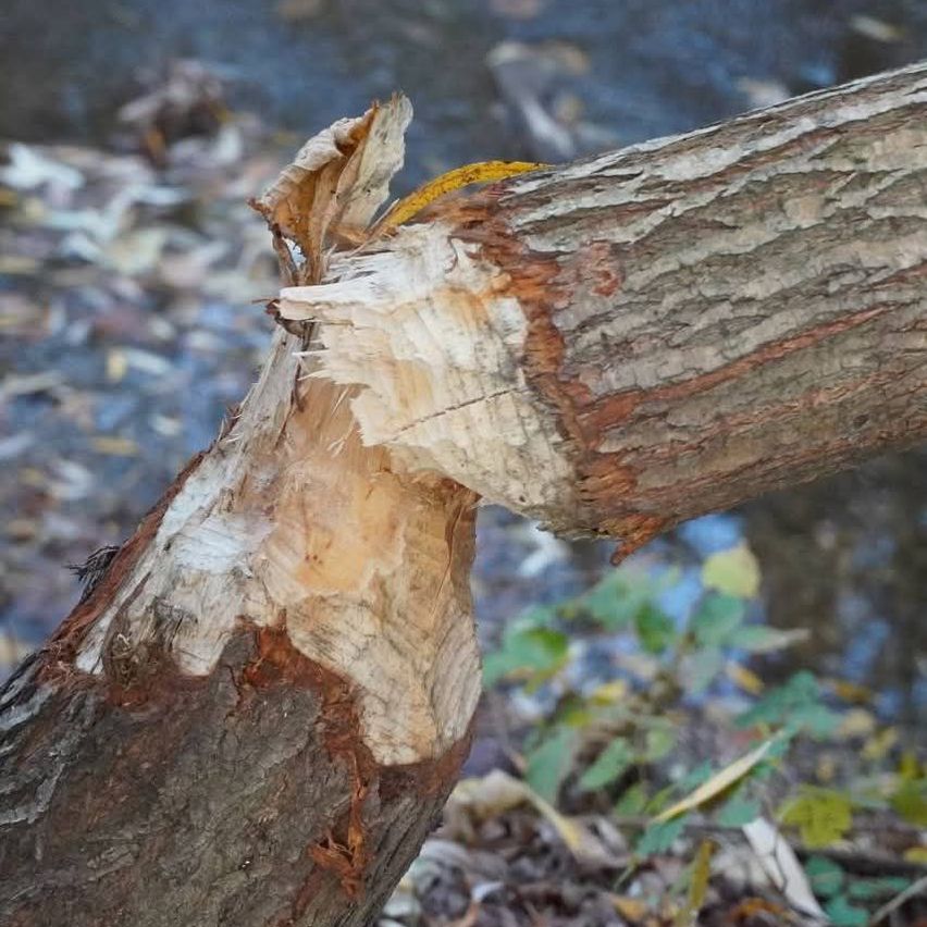 A close-up view of a tree trunk with a large, rough, brown bark section indicating a break or cut. The tree is outdoors with green leaves visible in the background.