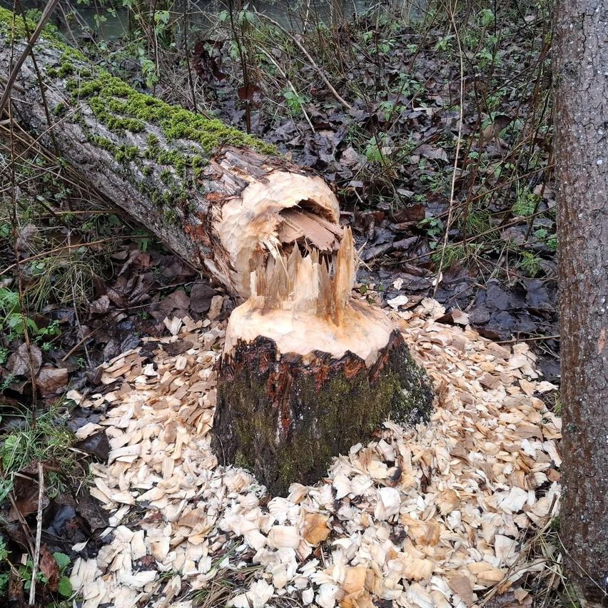 A tree trunk is cut in a forest, with the bark and wood chips scattered on the ground.
