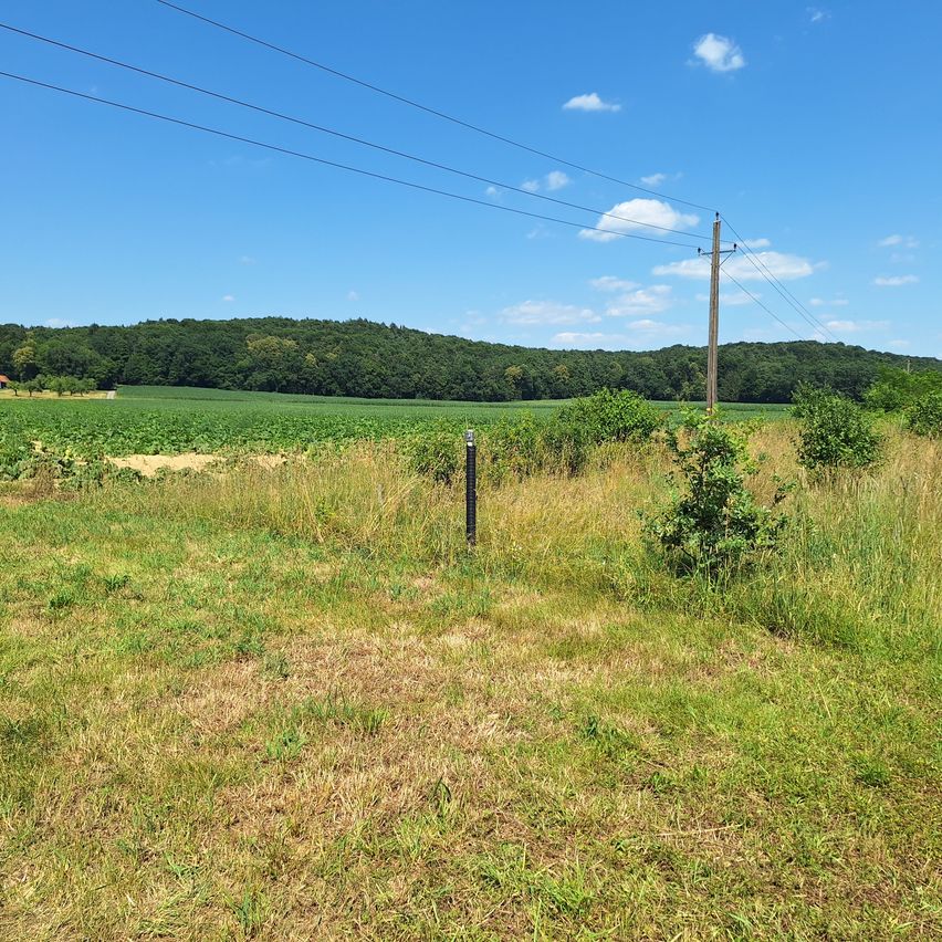 Ein offenes Feld mit hohem Gras und einer Stromleitung in der Ferne. Ein Pfahl steht in der Mitte mit Büschen und kleinen Pflanzen darum herum. Bäume säumen den Horizont mit einem blauen Himmel darüber.