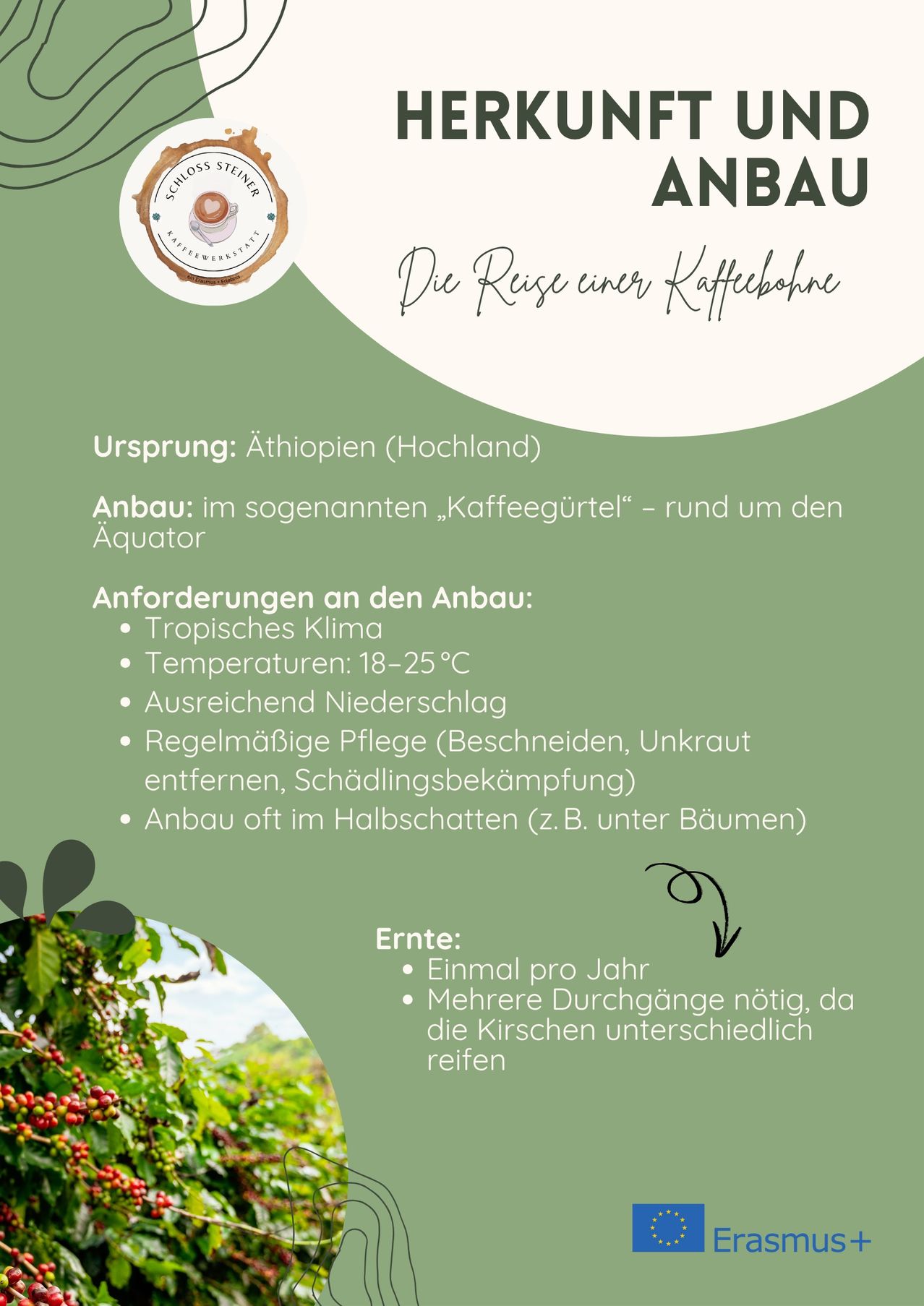 Ein Infografik über den Kaffeebohnenanbau. Stammt aus Äthiopien. Gedeiht im 'Kaffeegürtel' rund um den Äquator. Benötigt tropisches Klima, Temperaturen 18-25°C, ausreichend Regen, regelmäßige Pflege. Einmal pro Jahr geerntet, mehrere Durchgänge nötig, da die Kirschen unterschiedlich reifen.