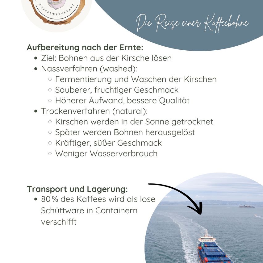 Ein Infografik über die Reise einer Kaffeebohne. Es beschreibt die Aufbereitungsmethoden nach der Ernte, einschließlich der gewaschenen und natürlichen Prozesse. Es erwähnt auch den Transport von 80% des Kaffees in loser Form in Containern.