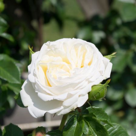 Bild enthält, Flower, Plant, Rose, Petal