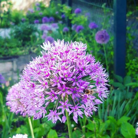 Bild enthält, Flower, Plant, Purple, Allium, Animal, Bee, Honey Bee, Insect, Invertebrate, Outdoors