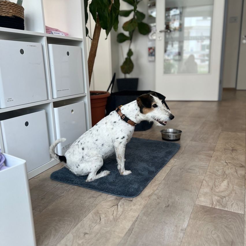 Ein Hund mit Halsband sitzt auf einem Teppich neben einem Napf. Dahinter befinden sich Aufbewahrungsboxen und eine Pflanze in einem Topf.