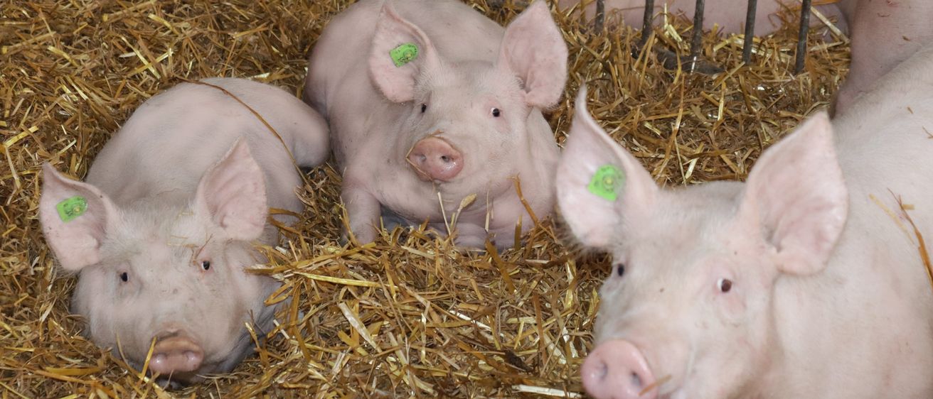 Bild enthält, Animal, Mammal, Pig, Hog, Boar, Wildlife