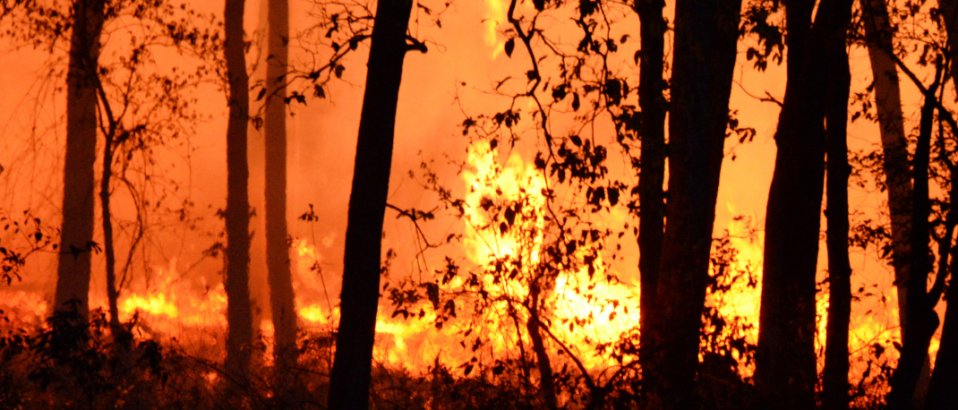 Ein Waldbrand wütet im Hintergrund und wirft ein orangefarbenes Licht auf die Silhouetten der Bäume.