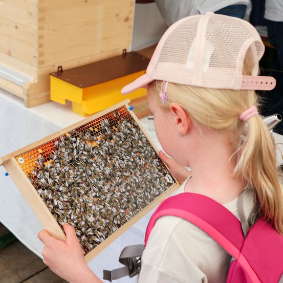 Ein junges Mädchen mit rosa Mütze und Rucksack untersucht einen hölzernen Bienenstock voller Bienen, wahrscheinlich bei einer Imkereiveranstaltung.