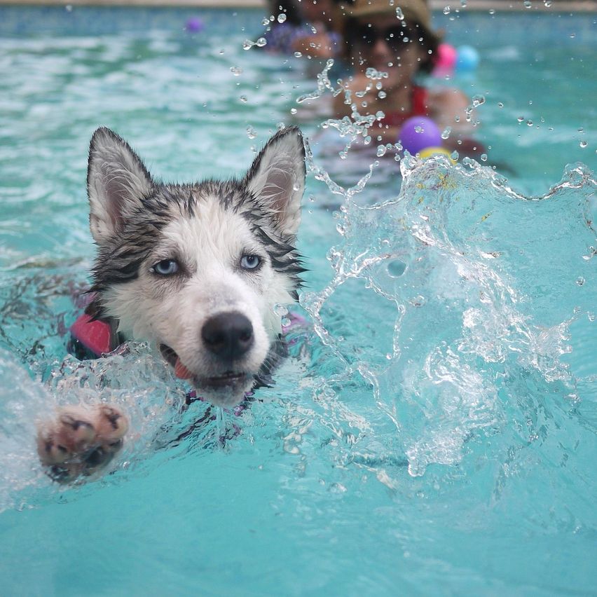Ein Husky-Hund mit rotem Schwimmweste schwimmt im Pool und spritzt Wasser um sich herum.