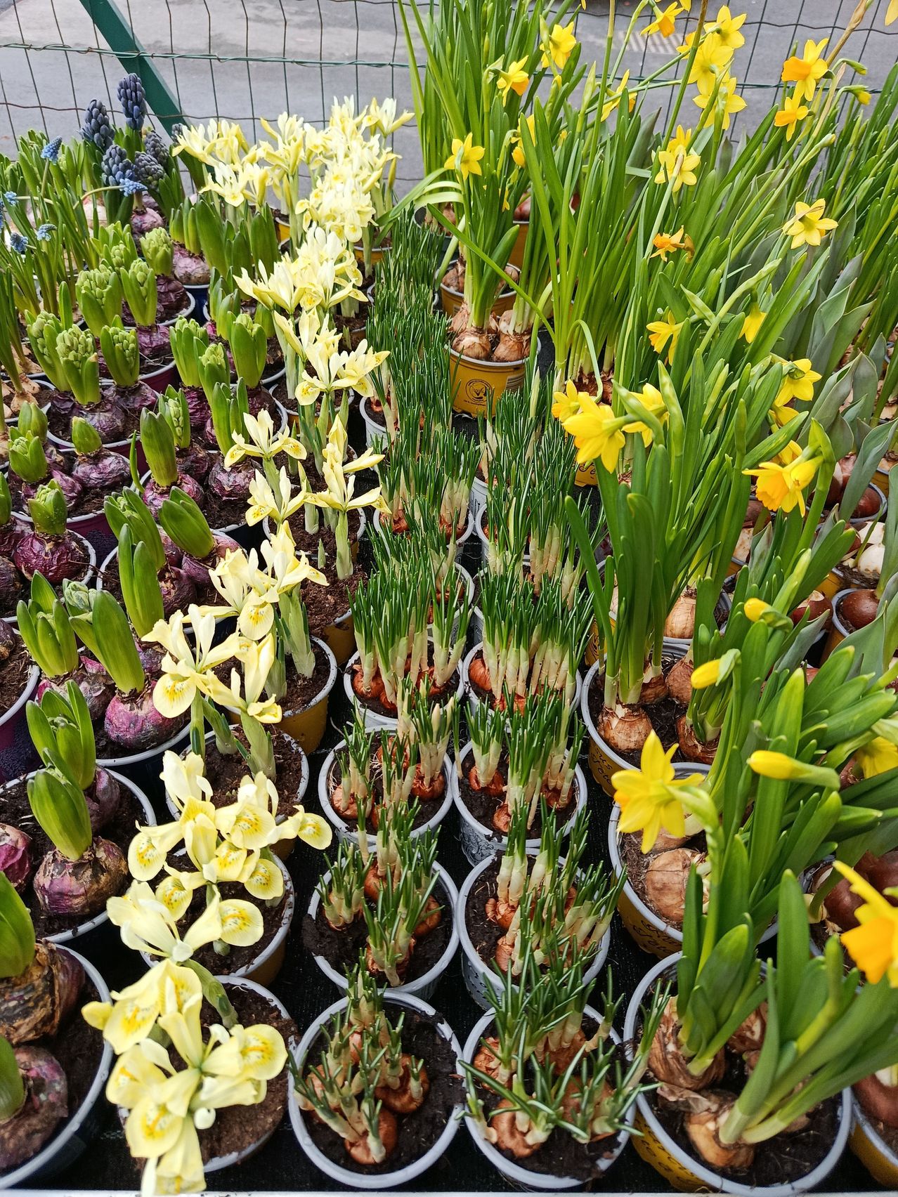 Viele Töpfe mit verschiedenen blühenden Pflanzen sind in einer Reihe angeordnet. Die Pflanzen umfassen Narzissen, Hyazinthen und andere Blumen. Die Blumen befinden sich in verschiedenen Wachstumsstadien. Einige haben gelbe Blütenblätter und andere grüne Blätter. Die Töpfe sind in verschiedenen Größen und Farben.