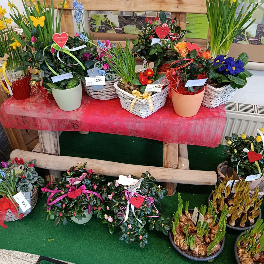 Eine Ausstellung von Topfblumen auf einer roten Bank, mit verschiedenen Blumenarrangements und herzförmigen Dekorationen. Die Blumen umfassen Tulpen, Narzissen und Hyazinthen, arrangiert in weißen und beigefarbenen Töpfen.