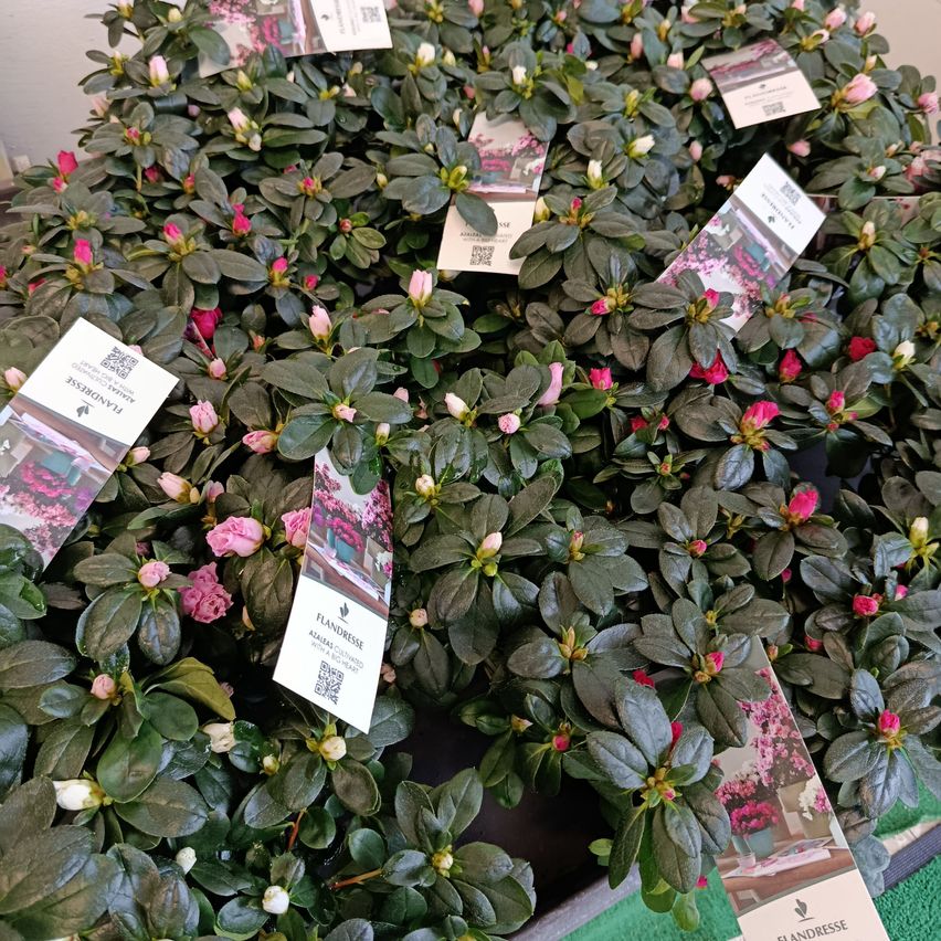 Ein Nahaufnahme von Topfpflanzen mit rosa und weißen Blumen. Jede Pflanze hat ein Etikett mit dem Wort 'Flandern'. Die Pflanzen sind eng nebeneinander angeordnet.