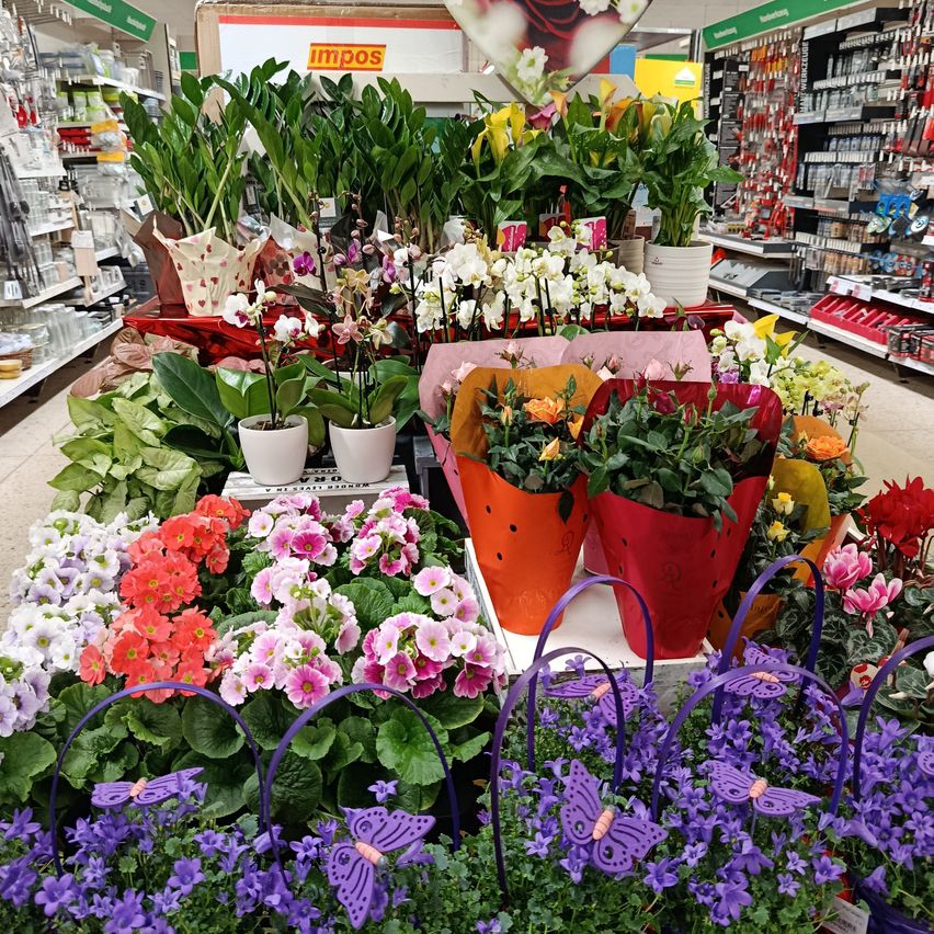 Ein Blumenladen präsentiert verschiedene Blumen in weißen, lila und orangefarbenen Töpfen, auf Regalen und Ständern angeordnet, mit dekorativen Gegenständen und Produkten im Hintergrund.