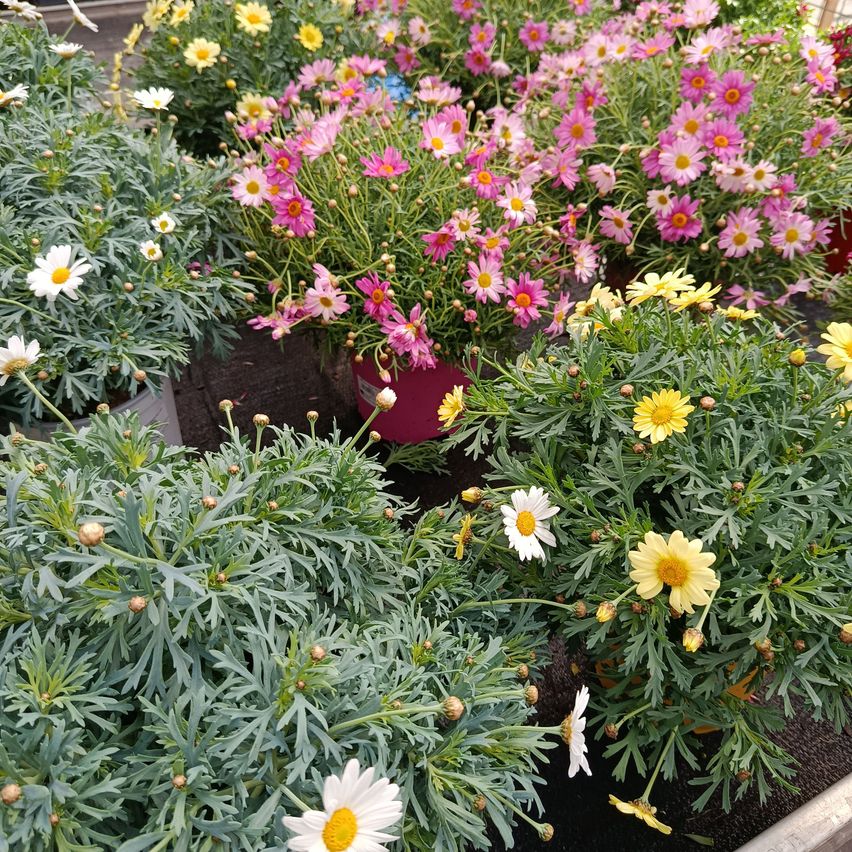 Ein Bild eines Gartens, gefüllt mit verschiedenen Topfpflanzen, einige mit weißen und gelben Blumen, andere mit rosa Blüten.