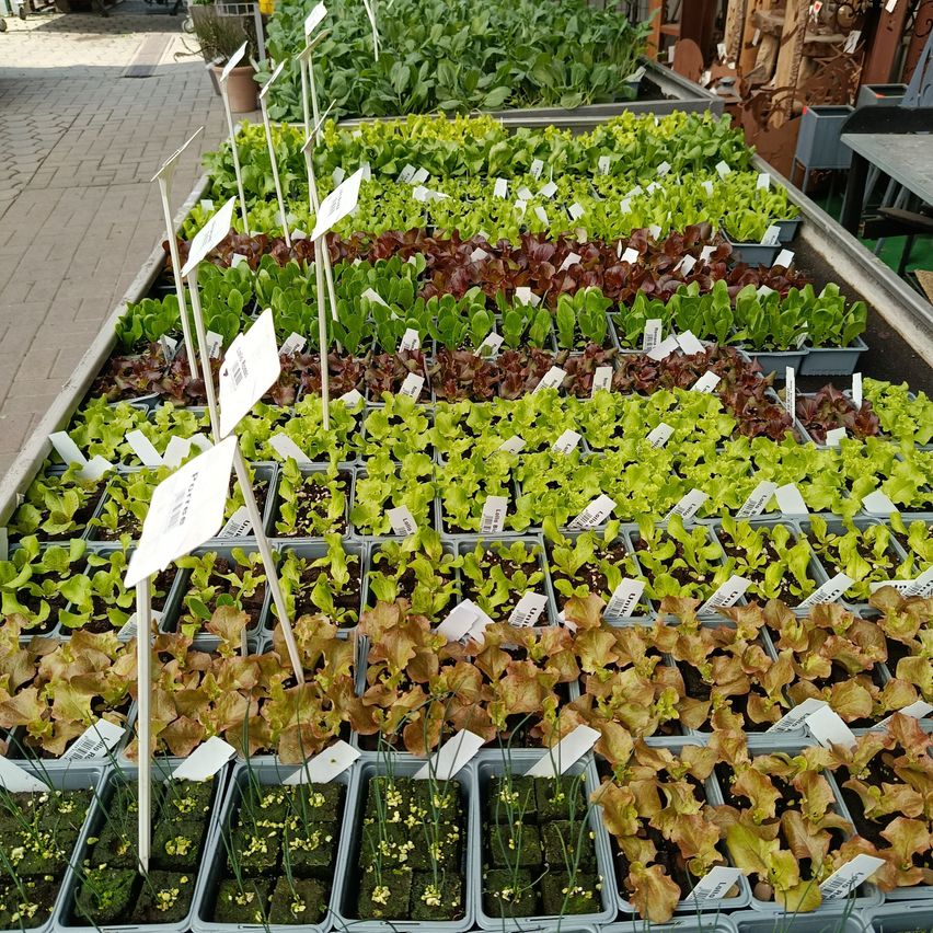 Ein Garten voller verschiedener Salatsorten in verschiedenen Farben, alle beschriftet und in Plastikbehältern auf einem Ziegelweg platziert.