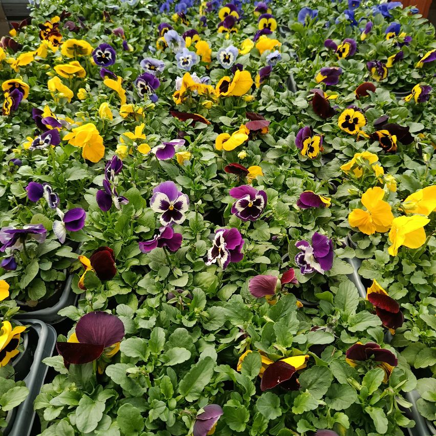 Ein Feld leuchtender Blumen in verschiedenen Farben, darunter Gelb, Lila, Blau und Weiß, wächst in Reihen. Die Blumen haben eine Mischung aus verschiedenen Farben und Schattierungen und erschaffen eine bunte und lebendige Szene.