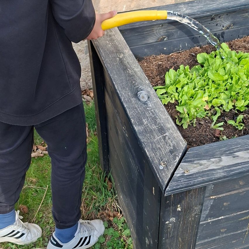 A person waters a bed of green leafy plants using a yellow hose. The bed is wooden with dirt on top.
