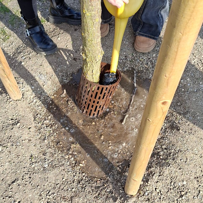 A person waters a tree planted in a hole with a yellow watering can. The tree is surrounded by wooden stakes.