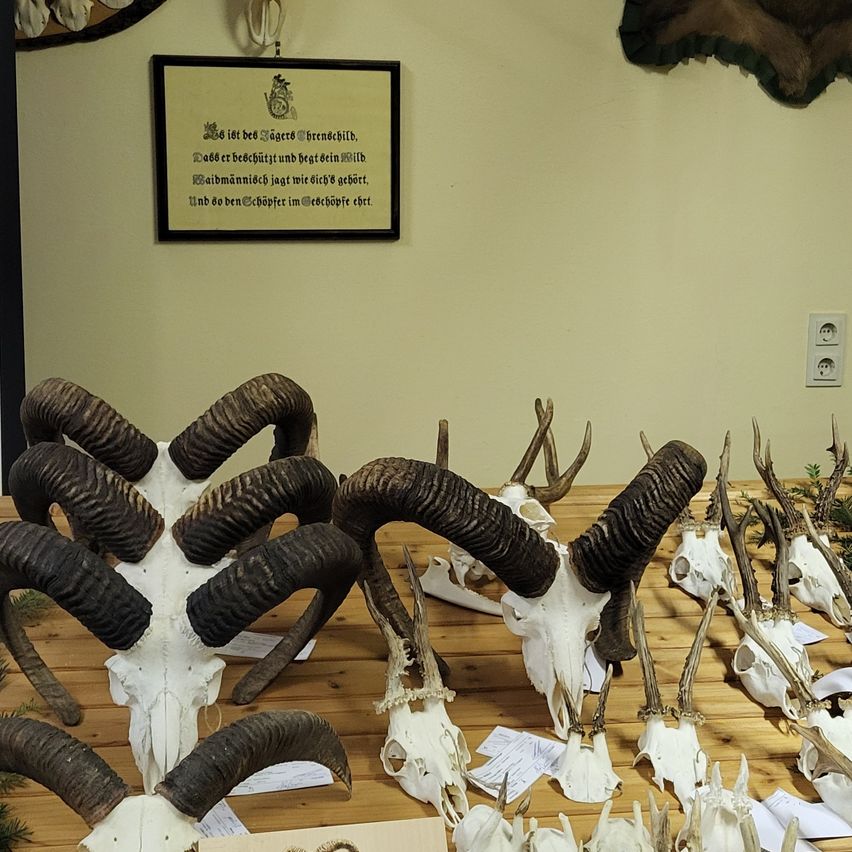 Ein Raum mit Tierschädeln mit großen Hörnern und Geweihen, die auf einem Holztisch ausgestellt sind. Ein gerahmtes Zertifikat ist an der Wand montiert.