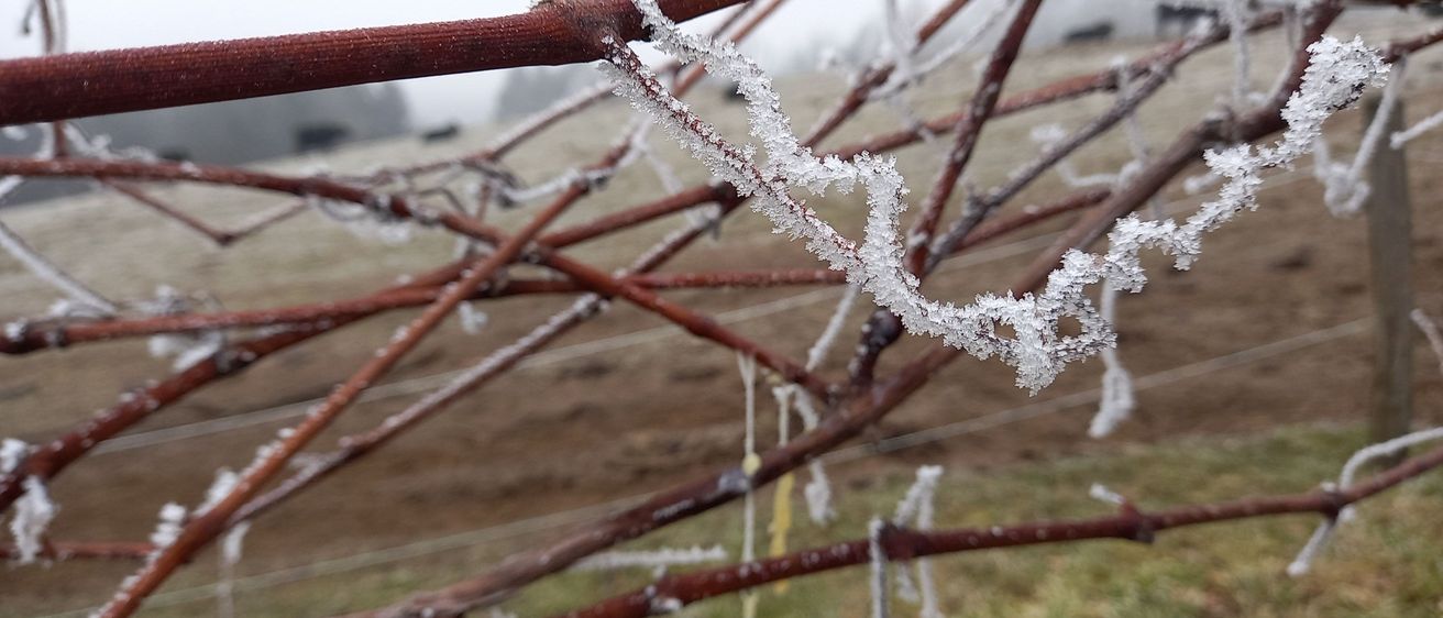 Bild enthält, Ice, Nature, Outdoors, Weather, Frost, Snow, Plant