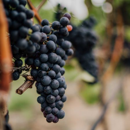 Bild enthält, Food, Fruit, Grapes, Produce, Nature, Outdoors, Vine, Berry, Countryside, Rural