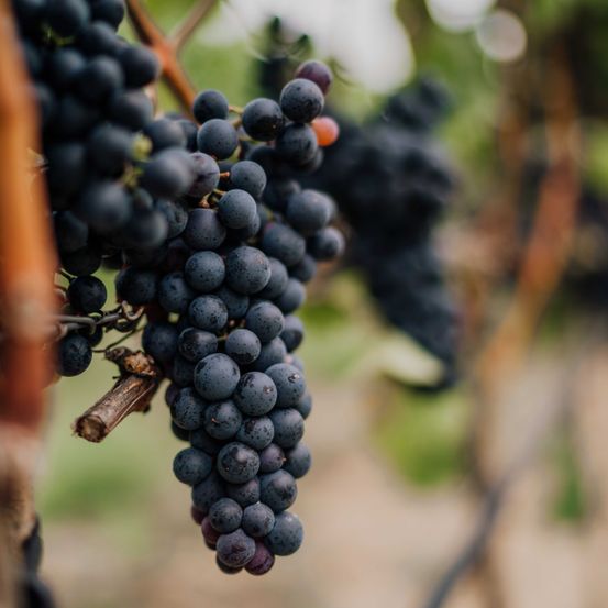 Bild enthält, Food, Fruit, Grapes, Produce, Nature, Outdoors, Vine, Berry, Countryside, Rural