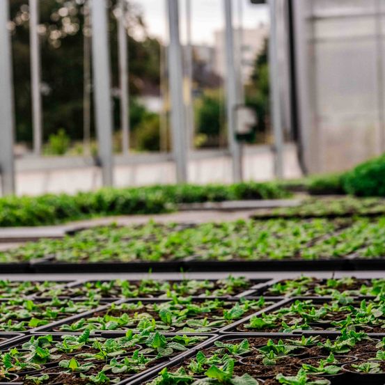 Bild enthält, Garden, Nature, Outdoors, Gardening, Plant, Potted Plant, Herbal, Greenhouse, Planter, Vase