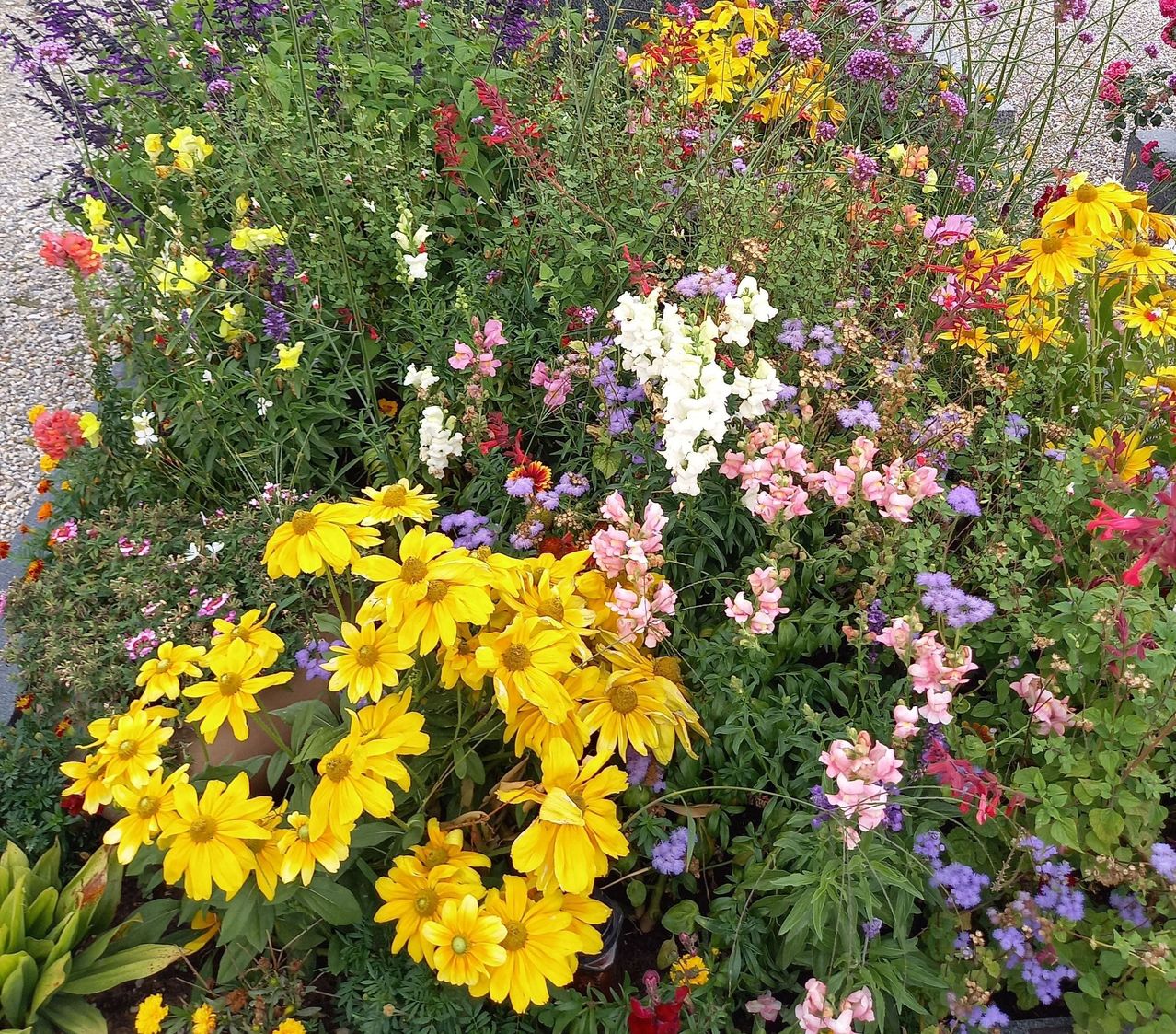 Bild enthält, Daisy, Flower, Geranium, Petal, Herbal, Herbs, Vegetation, Garden, Purple, Potted Plant