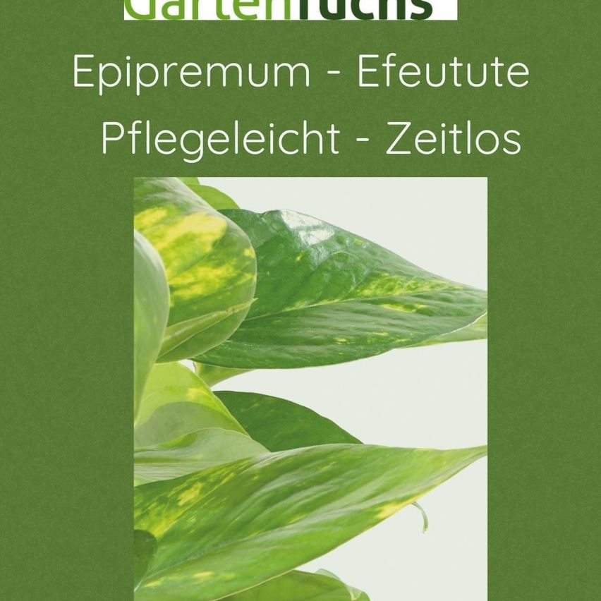 Ein grüner Einband zeigt Text über Epipremnum Efeutute, der seine einfache Pflege und zeitlose Attraktivität hervorhebt. Ein Nahaufnahme eines Pflanzen mit glänzenden grünen Blättern ist auf dem Cover abgebildet.