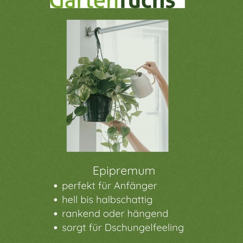 Eine Person gießt eine hängende Epipremum-Pflanze. Die Pflanze ist ideal für Anfänger, gedeiht in hellem bis halbschattigem Licht und kann aufrecht oder hängend platziert werden. Sie fördert ein Wohlbefinden.