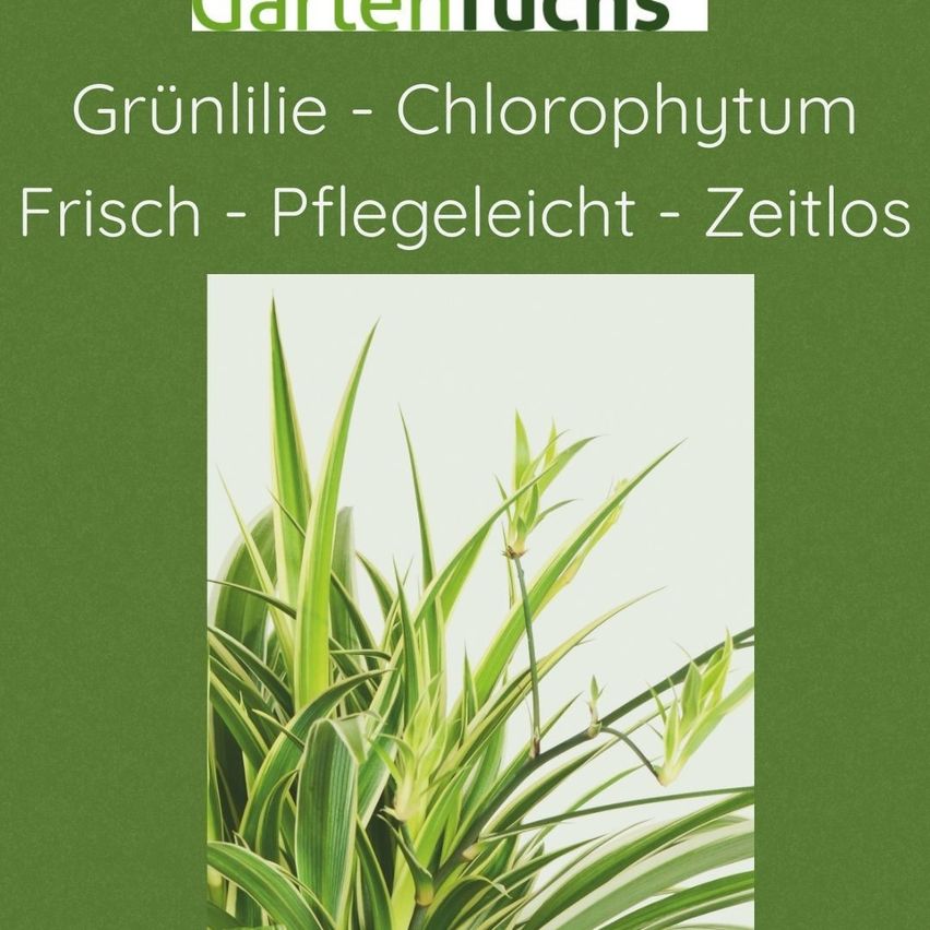 Ein Bild einer grünen Pflanze, wahrscheinlich Chlorophytum, mit schlanken, aufrechten Blättern. Der Hintergrund ist grün, und der Text lautet 'Grünlilie - Chlorophytum Frisch - Pflegeleicht - Zeitlos'.