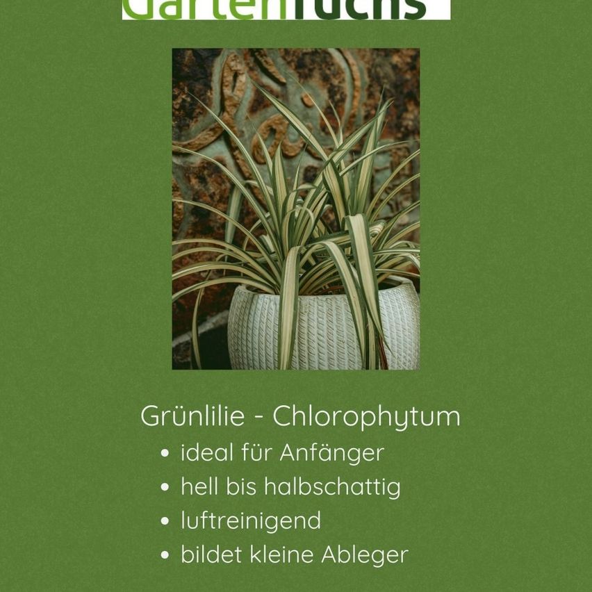 Das Bild zeigt eine grüne Pflanze in einem geflochtenen Topf mit einem Plakathintergrund mit dem Titel 'Gartenbücher'. Die Pflanze hat lange, schmale Blätter und ist ideal für Anfänger, gedeiht in hellem bis halbem Schatten, reinigt die Luft und produziert kleine Ableger.