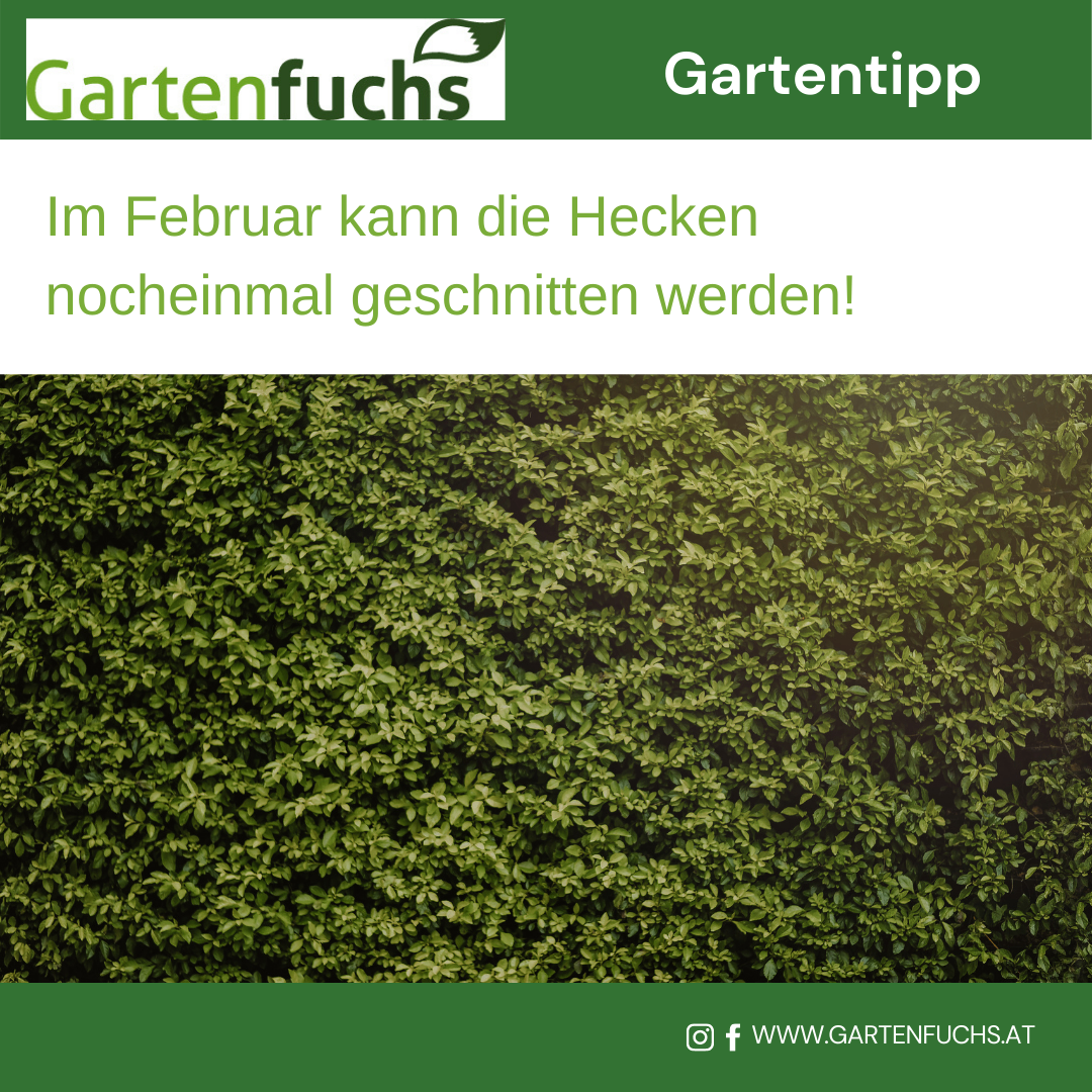 Eine grüne Hecke ist abgebildet, und ein Banner lautet 'Im Februar können die Hecken nochmals geschnitten werden!' Das Bild stammt von Gartenfuchs.