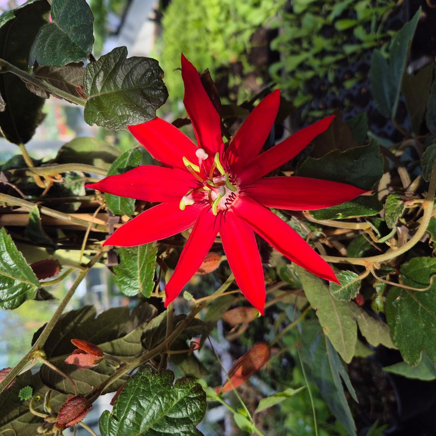 Eine leuchtend rote Blume mit mehreren Blütenblättern und gelben Staubblättern, umgeben von grünen Blättern. Das Bild zeigt die Schönheit der Natur.