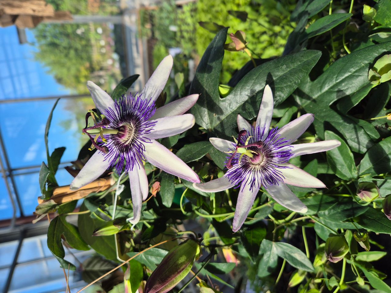 Zwei weiße und lila Passionsblumen mit grünen Blättern stehen im Vordergrund. Die Blumen befinden sich in einem Gewächshaus.