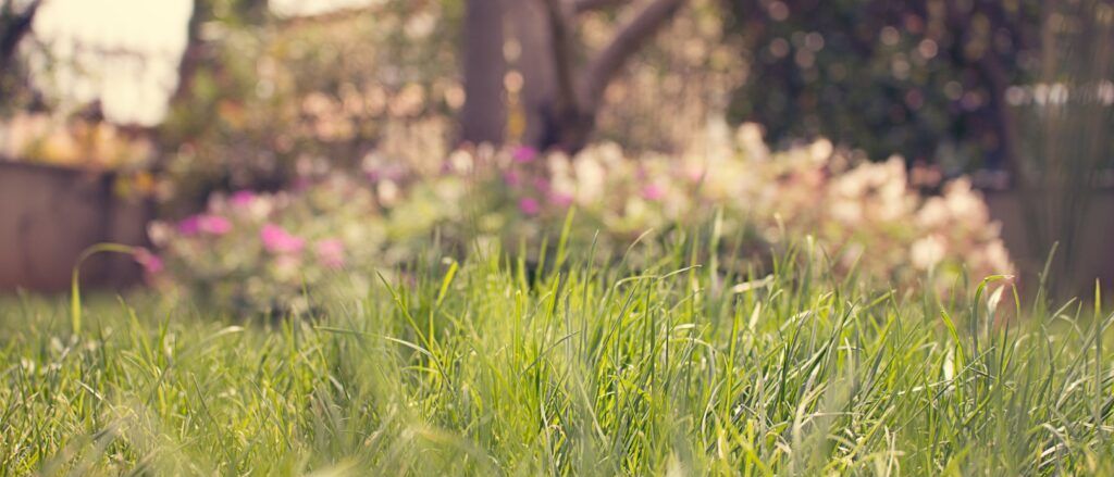 Eine Nahaufnahme von saftigem grünem Gras mit Blumen und Bäumen im Hintergrund. Das Bild hat einen leicht unscharfen Effekt.